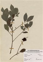 藏品(饅頭果)的圖片